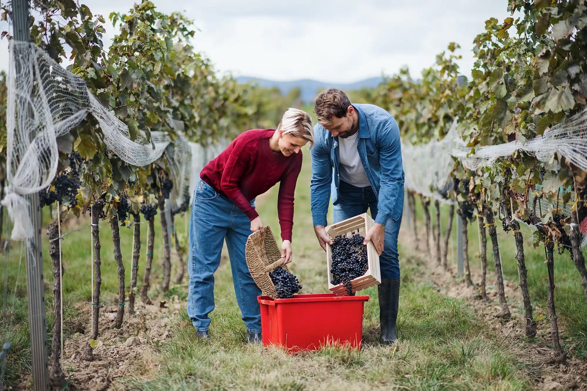 A young couple working hard in an orchard or winery.