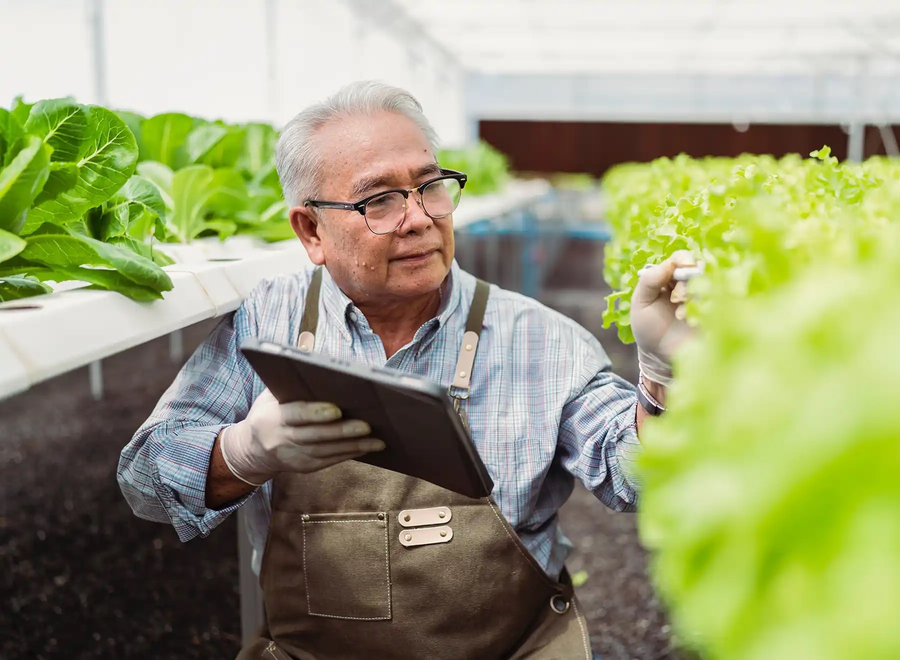 A farmer, gardener, or businessman who's close to retirement inspecting crops and plants in a greenhouse.